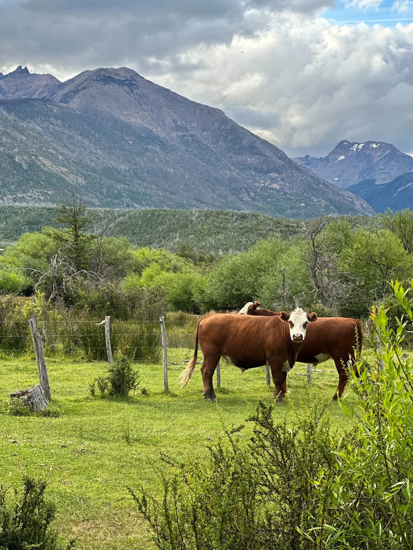 Vacas pastando frente a la cordillera en el entorno rural de La Alcira