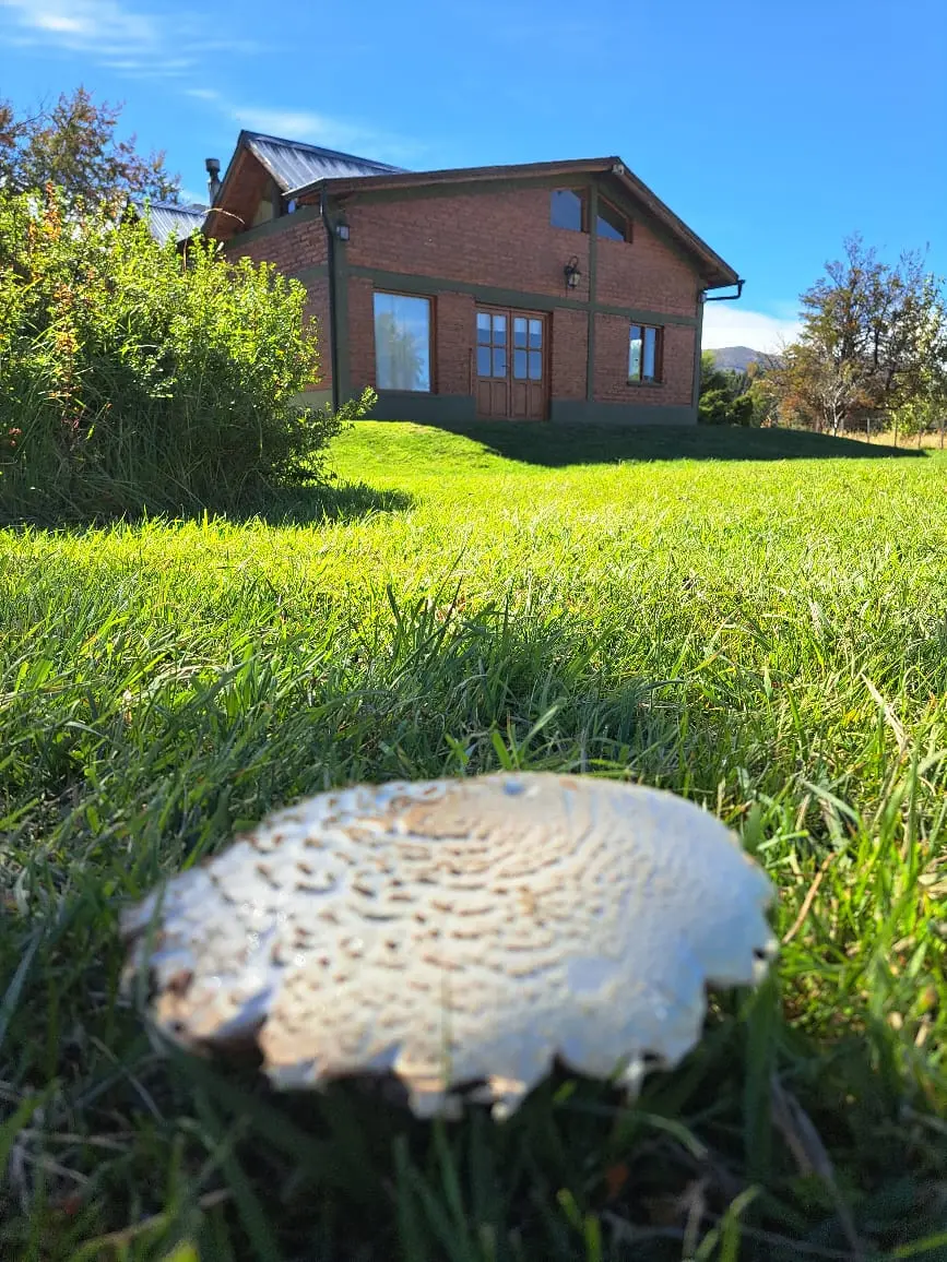 Hongo silvestre en el parque frente a Refugio Cordillerano