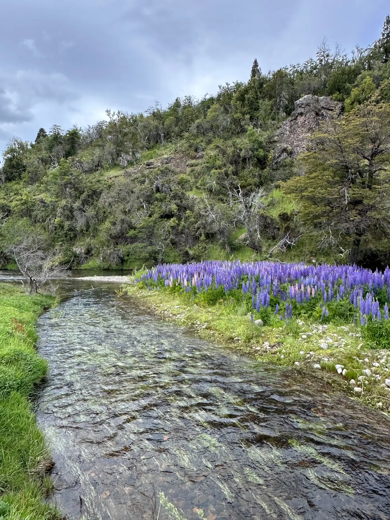 Río transparente bordeado por lupinos en flor