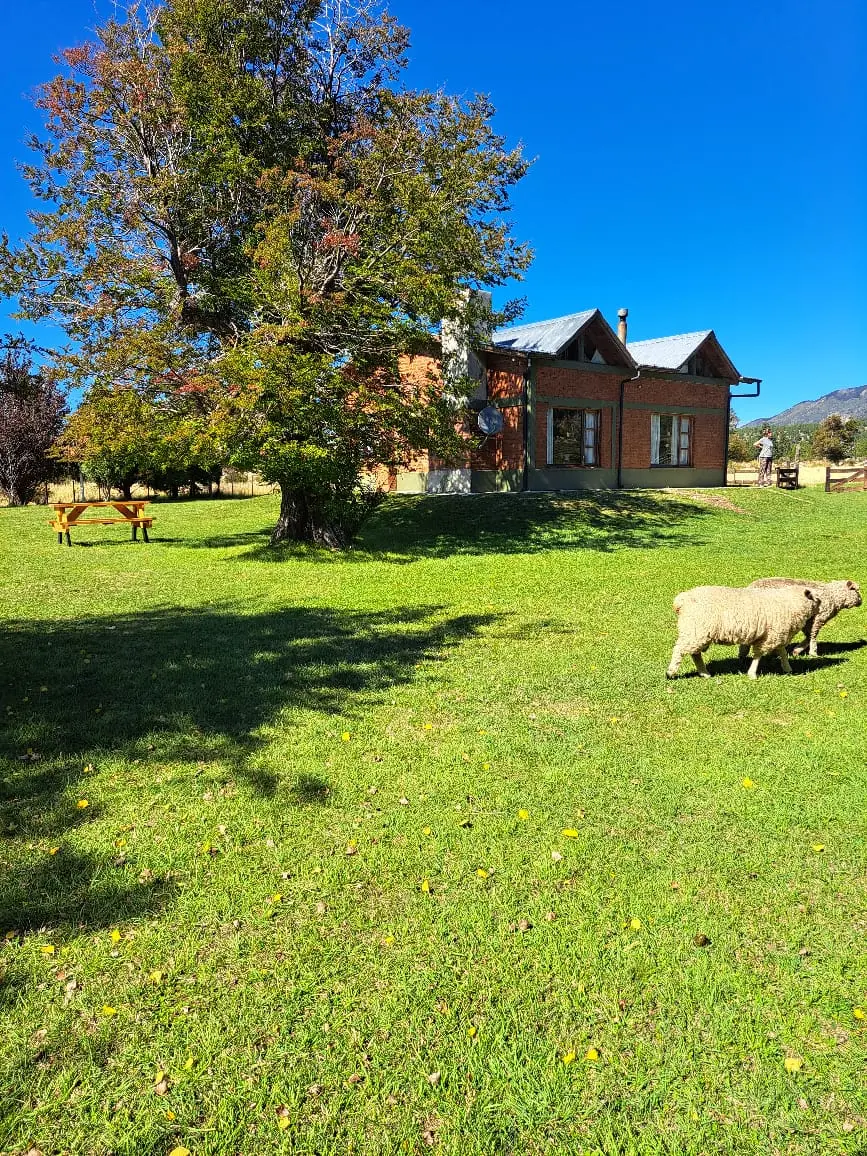 Ovejas recorriendo el parque frente a Refugio Cordillerano