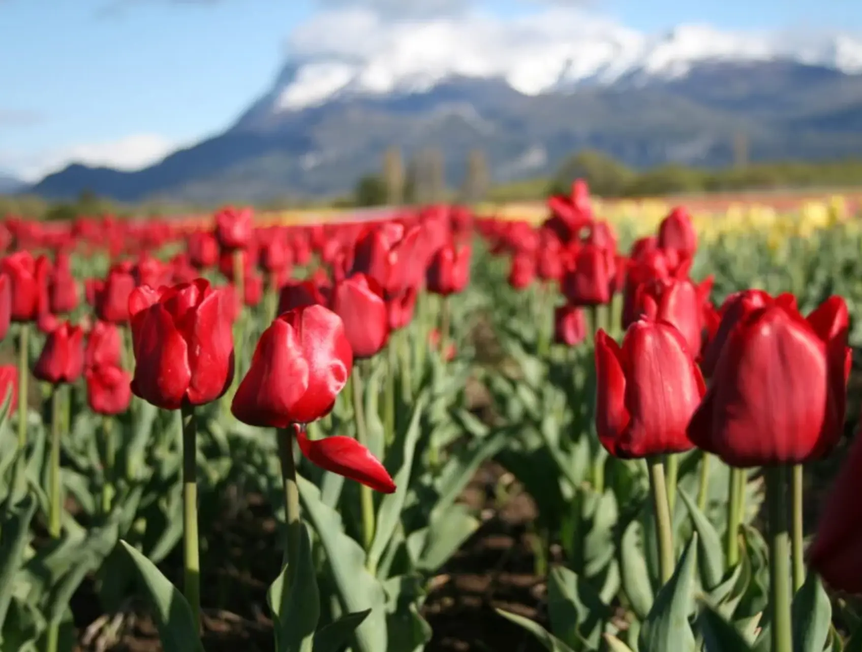 Tulipanes rojos con la cordillera nevada al fondo