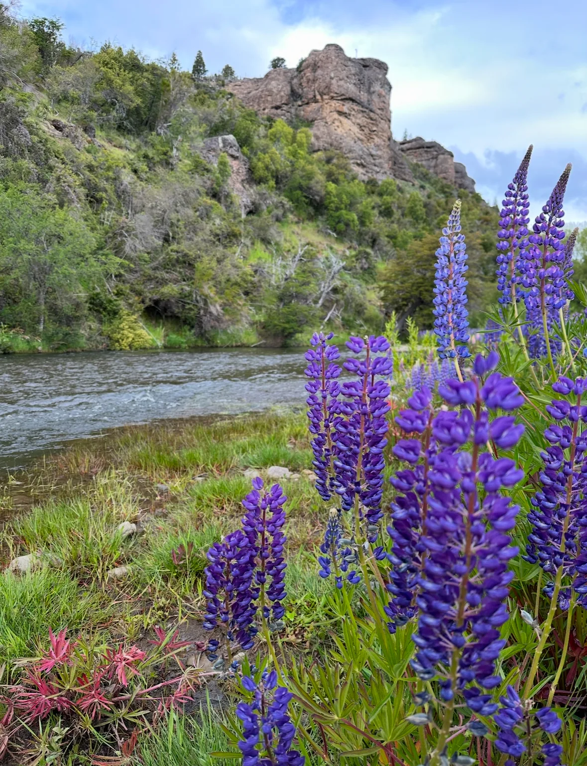 Flores silvestres junto al río en la cordillera